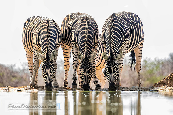 MADIKWE-3
