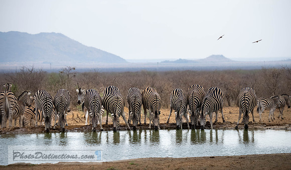 MADIKWE-5
