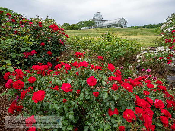 LEWIS GINTER-736-2-HDR-48