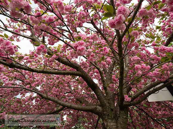 LEWIS GINTER-540-3-20