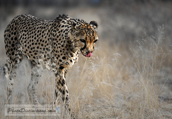NAMIBIA-3