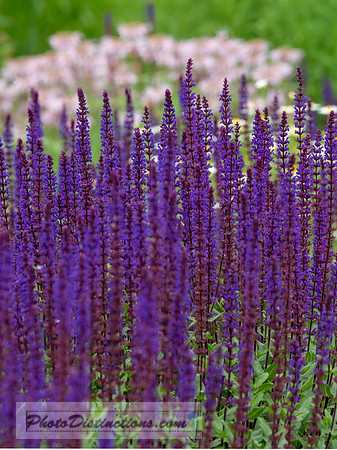 LEWIS GINTER-224-5-HDR-34