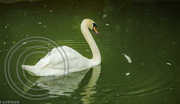 BIRDS-132