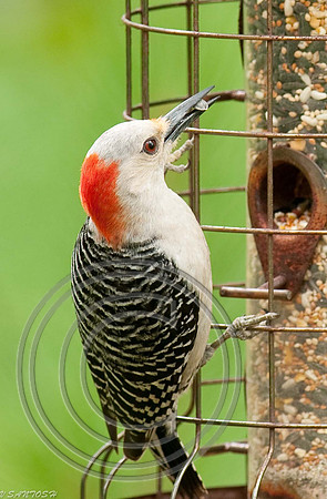 BIRDS-299