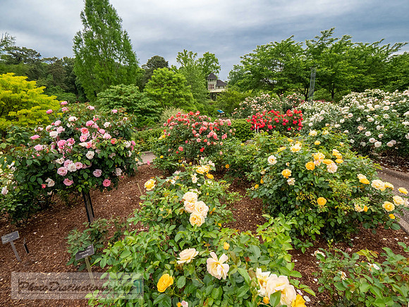 LEWIS GINTER-796-2-HDR-51
