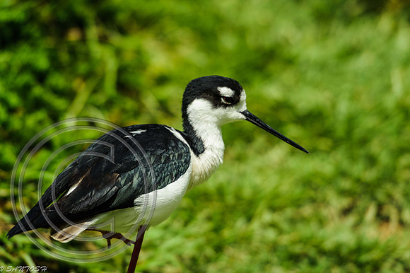 BIRDS-148