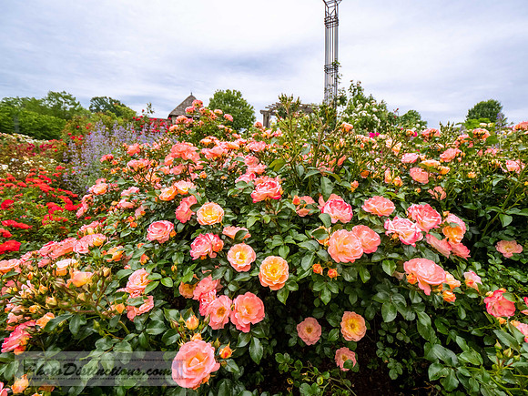 LEWIS GINTER-837-2-HDR-41