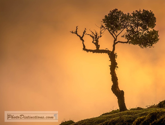 MADEIRA-4