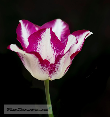 LEWIS GINTER-3