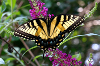 Monarch butterfly _MG_3575