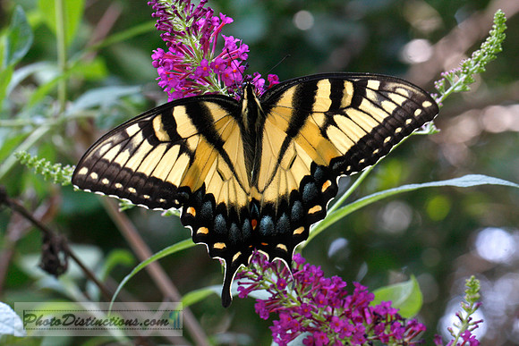 Monarch butterfly _MG_3575
