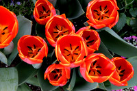 IMG_0927 v 5