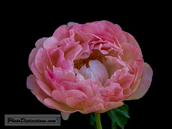 LEWIS GINTER-62