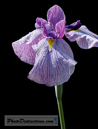 LEWIS GINTER-84