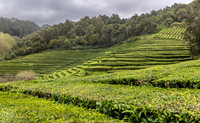 12529 tea plantation