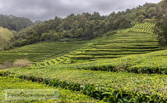 12529 tea plantation