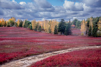 7681.2 bluberry fields