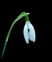 FLOWERS-4
