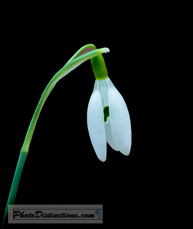 FLOWERS-4