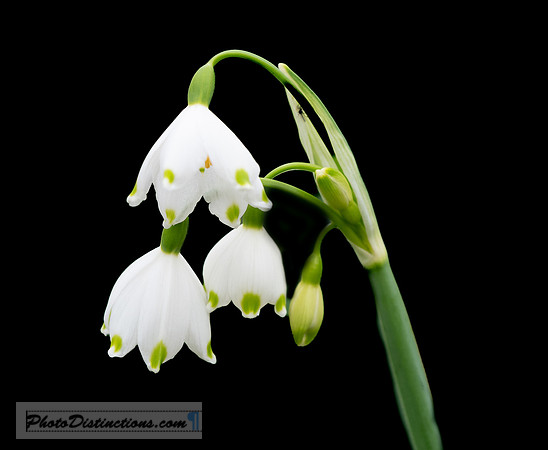 FLOWERS-2