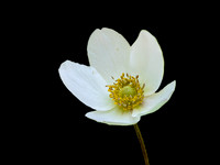 FLOWERS-6
