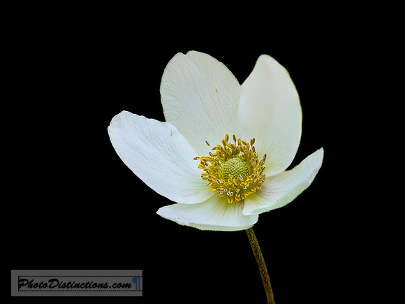 FLOWERS-6