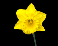 FLOWERS-5