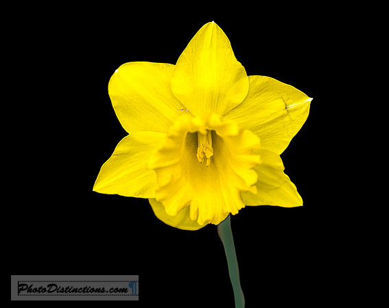 FLOWERS-5