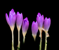 FLOWERS-3