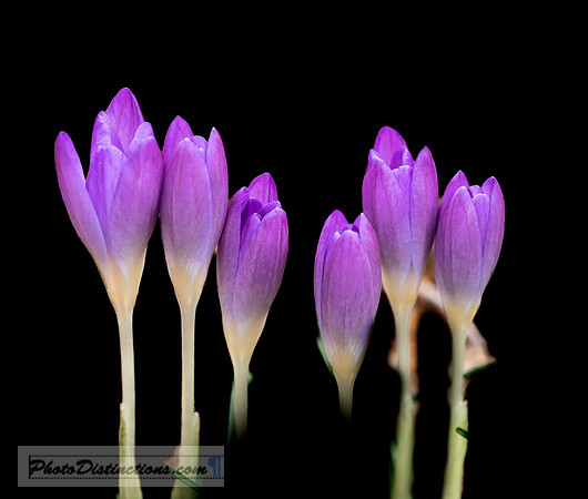 FLOWERS-3