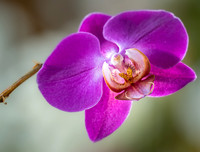 FLOWERS-9