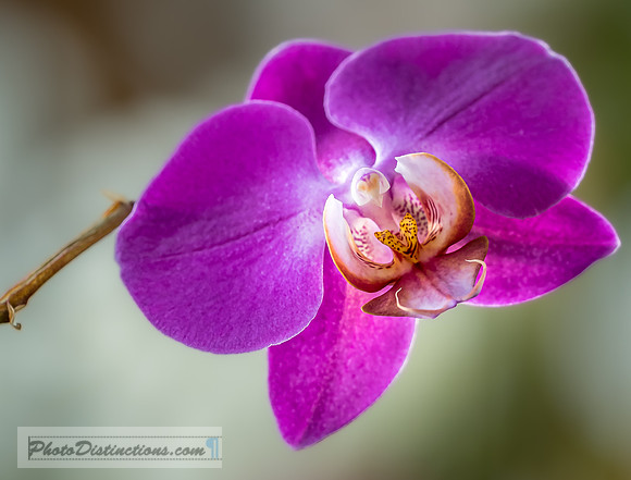 FLOWERS-9