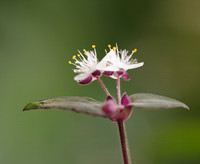 FLOWERS-12