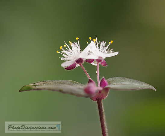 FLOWERS-12