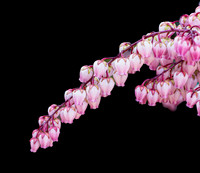 FLOWERS-8
