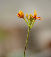 FLOWERS-10