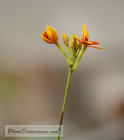 FLOWERS-10
