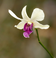 FLOWERS-13