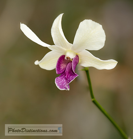 FLOWERS-13