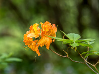 FLOWERS-16