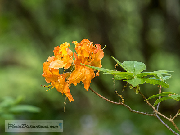 FLOWERS-16