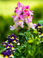FLOWERS-15