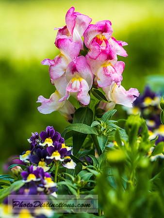 FLOWERS-15