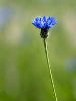 FLOWERS-17
