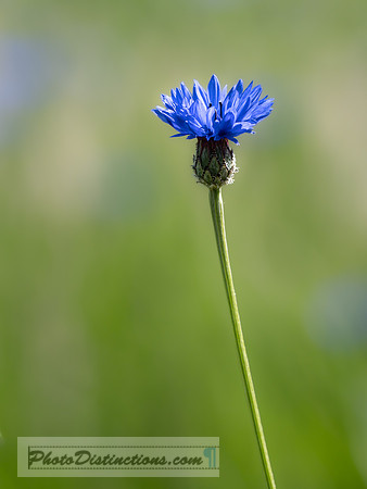 FLOWERS-17