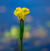 FLOWERS-18