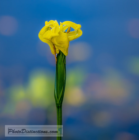 FLOWERS-18