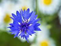 FLOWERS-19