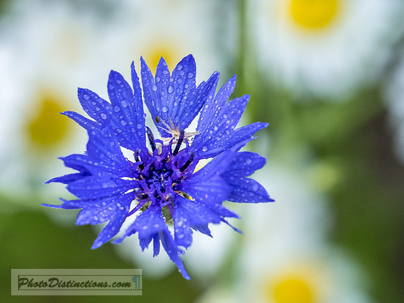 FLOWERS-19