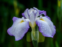 FLOWERS-21